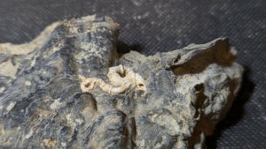 Oyster with a gastropod or worm tube