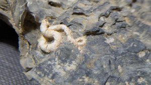 Oyster with a gastropod or worm tube