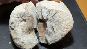 Fruit or nut(?)