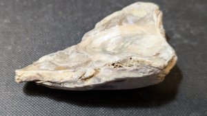 Oyster
