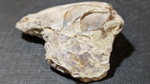 Oyster - outer side