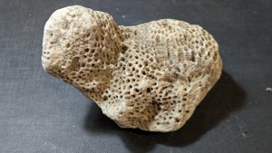 Coral