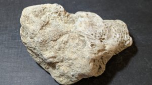 Coral - back side