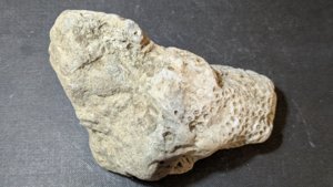 Coral - back side