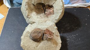 Fruits or nuts(?)