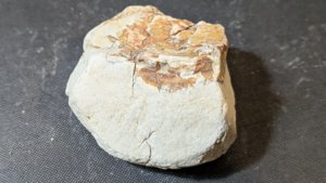 Plant fossil, maybe wood