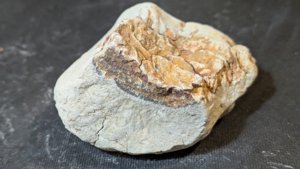 Plant fossil, maybe wood
