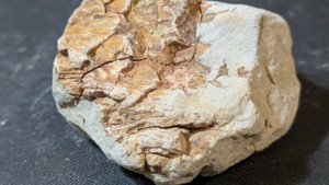 Plant fossil, maybe wood