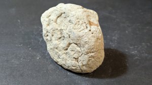 Plant fossil, maybe wood - Closed nodule