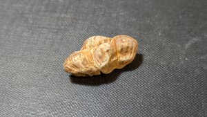 Pine cone fragment