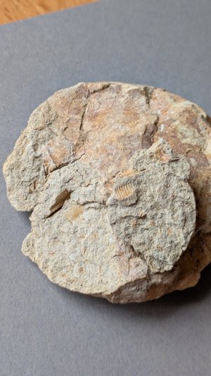 Ventral view before restoration - in fragmented state