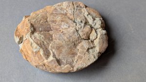 Ventral view after restoration