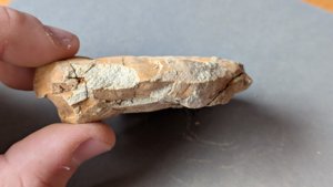 Lateral view in hand - flattened shape