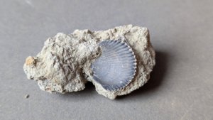 Bivalve inside the matrix