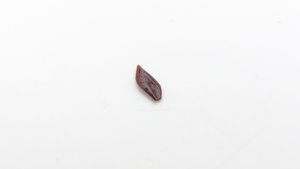 Scale