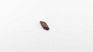 Scale