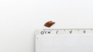 Scale - Measurement ~0.9cm