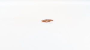 Scale