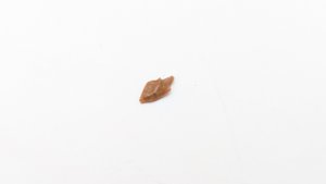 Scale