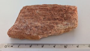 Fragment, bone or fossilized wood - Measurement ~6cm