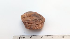 Bone fragment - Measurement ~2cm