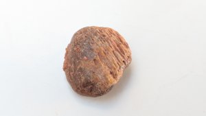 Bone fragment