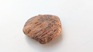 Bone fragment