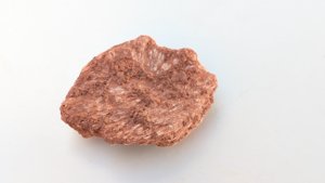 Fragment, bone or fossilized wood