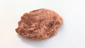 Fragment, bone or fossilized wood
