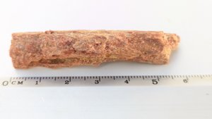 Fragment, bone or fossilized wood - Measurement ~5.5-6cm