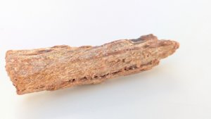 Fragment, bone or fossilized wood