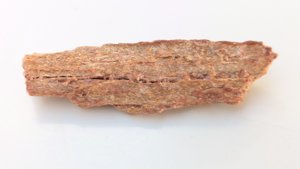 Fragment, bone or fossilized wood