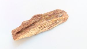 Fragment, bone or fossilized wood