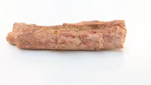 Fragment, bone or fossilized wood