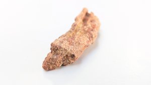 Fragment, bone or fossilized wood