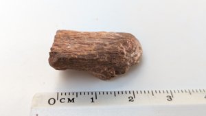 Bone fragment - Measurement ~2.5cm