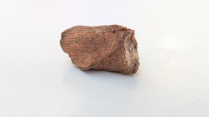 Bone fragment