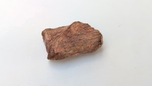 Bone fragment
