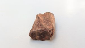 Bone fragment