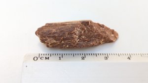 Bone fragment - Measurement ~3.5cm