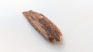 Bone fragment