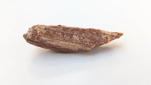 Bone fragment