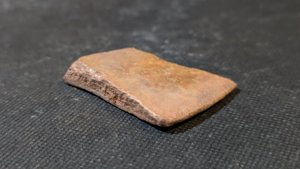 Turtle shell fragment