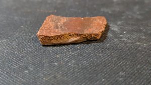 Turtle shell fragment - Side view. The bone structure is visible.
