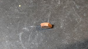 Turtle shell fragment
