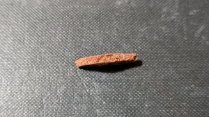 Turtle shell fragment - Side view. The bone structure is visible.