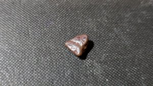 Turtle shell fragment