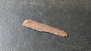 Bone fragment