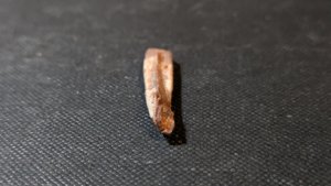 Bone