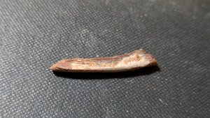 Bone
